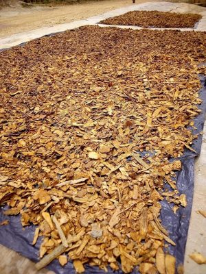 Voacanga Africana dried Roots Bark chips