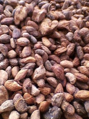 Voacanga Africana dried seeds