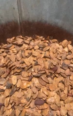 Picralima Nitida dried seeds