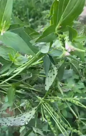 Spigelia Anthelmintha